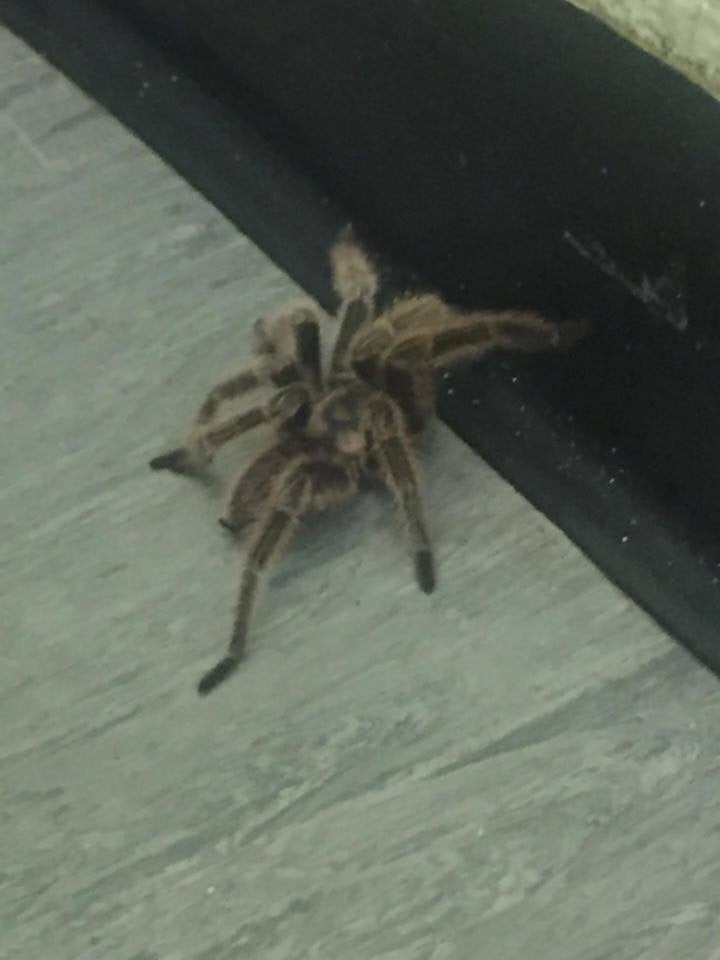 <strong>The escaped creepy-crawly was the size of a palm </strong>