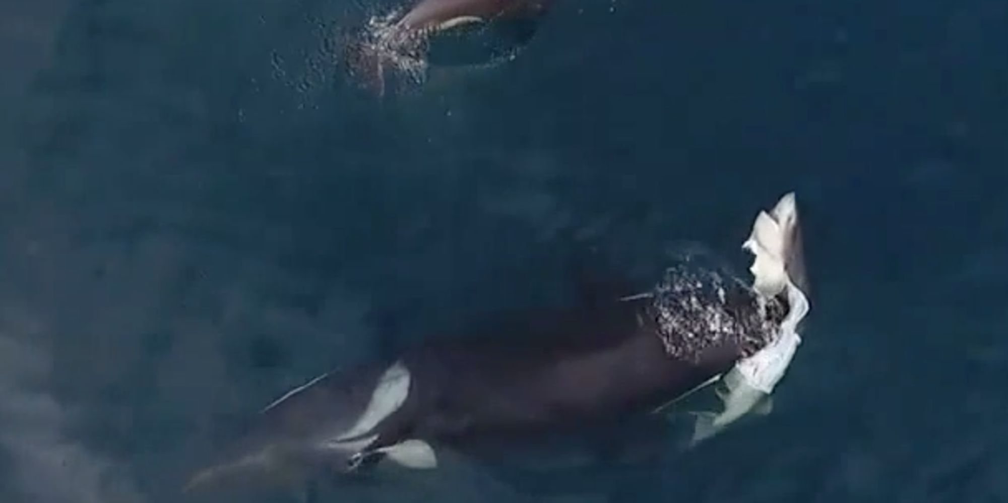 Mysterious Type Of Killer Whale Caught On Video Killing And Eating A