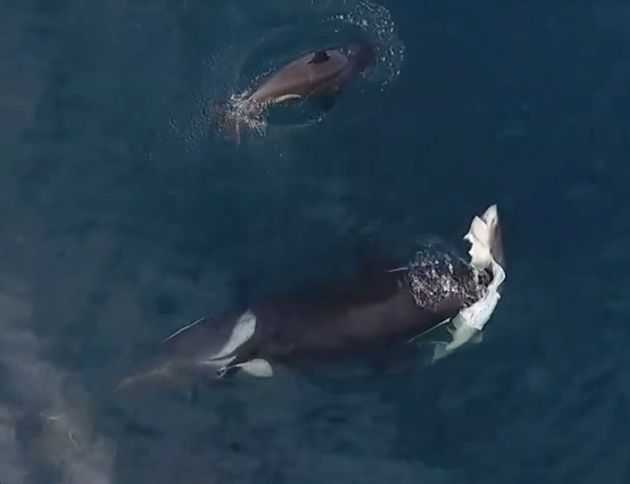 Mysterious Type Of Killer Whale Caught On Video Killing And Eating A ...