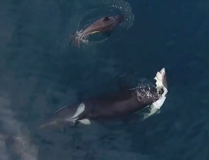 <strong>Footage captured by drone revealed the rare spectacle of four killer whales tearing into a live shark </strong>