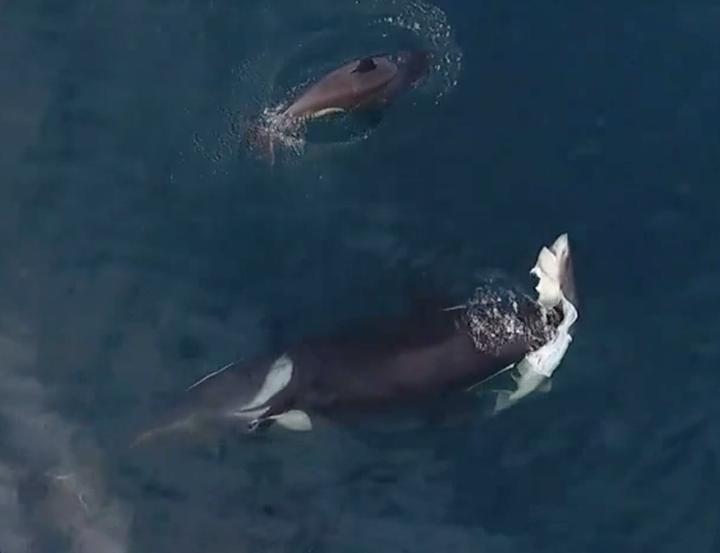 Footage captured by drone revealed the rare spectacle of four killer whales tearing into a live shark 