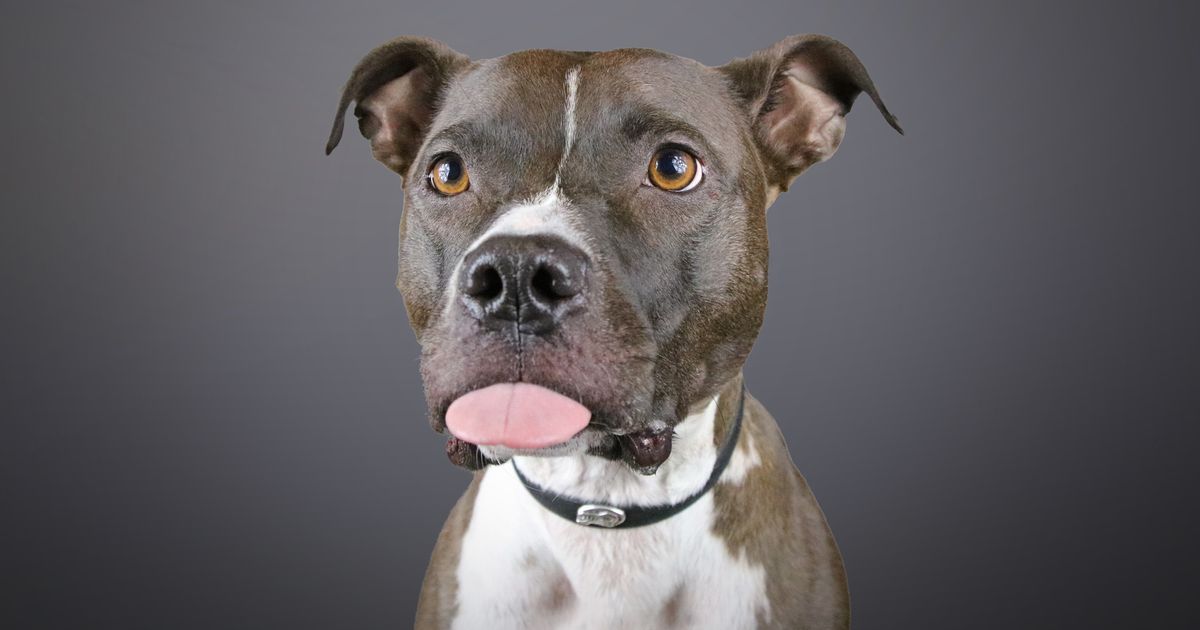 These 'Goofy And Lovable' Photos Destroy Pit Bull Stereotypes