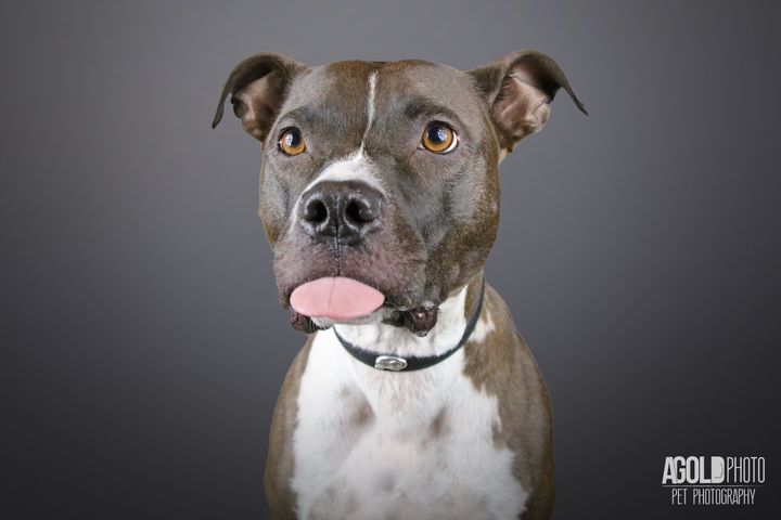 A Florida pet photographer has launched a photo series aimed at challenging pit bull stereotypes. 