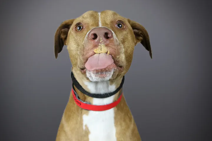 Darcy :: Twin Cities Pit Bull Photography :: Funny Face »