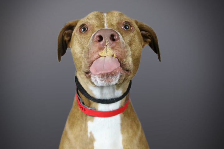 Ginger, a pit bull who just didn't want to be alone.