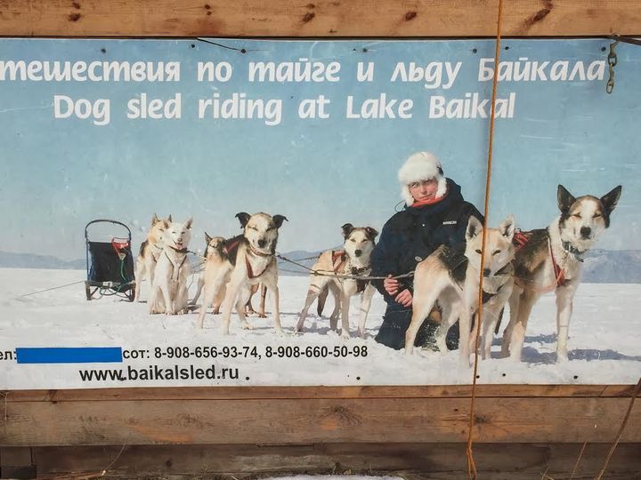 An advertisement for Oleg Tyuryumin's dogsledding adventure tours.