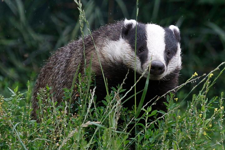 Since there’s no practical way to first test whether or not a badger is actually infected with TB, the culls inevitably end up killing many healthy animals.