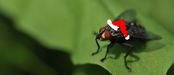The fly that saved Christmas.