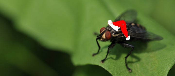 The fly that saved Christmas.