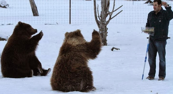 The author training Kodiak brown bears for a research initiative at the Alaska Wildlife Conservation Center where he served a