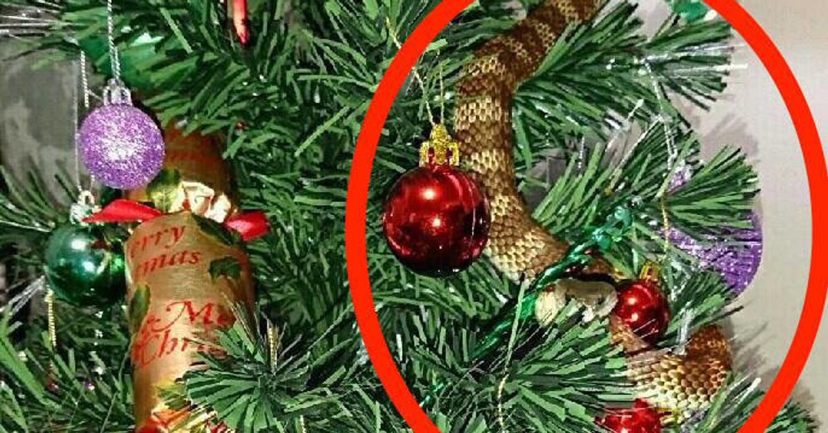 Deadly Snake Hides In Christmas Tree Just Like A Decoration
