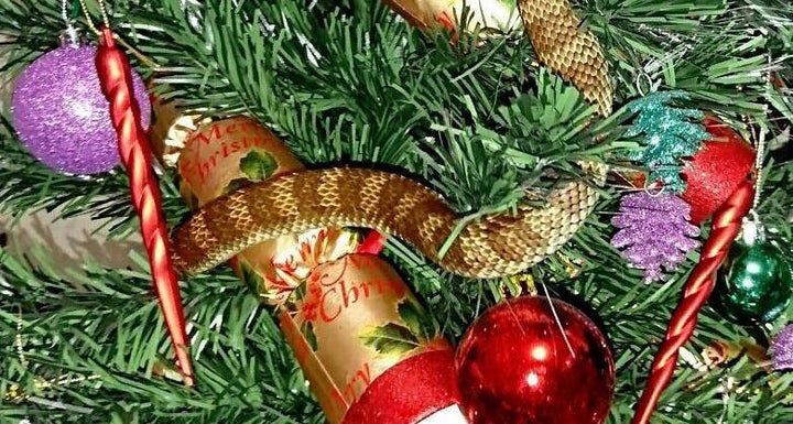 A woman found a venomous tiger snake curled around her Christmas tree in Melbourne, Australia, over the weekend.