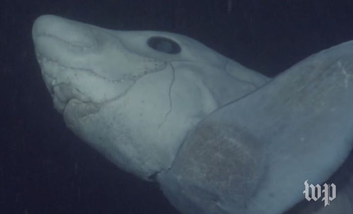 <strong>This is believed to be the first footage of the ghost shark </strong>