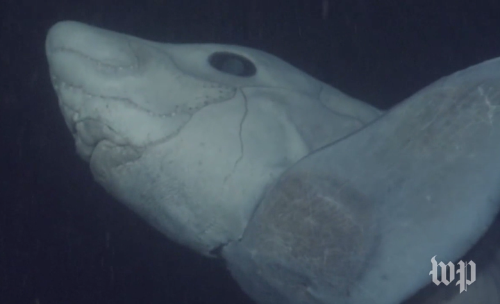 This is believed to be the first footage of the ghost shark 