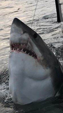 This great white shark was briefly hooked and tagged off the South Carolina coast last week. It was the second, and smallest, great white shark captured that day.