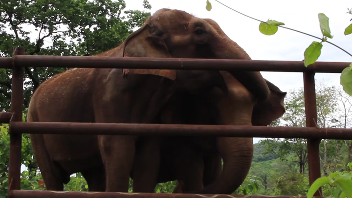 Maia and Guida embracing each other at <a href="http://www.globalelephants.org/elephant-sanctuary-brazil-2/overview/" target=