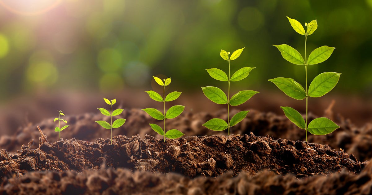 Uttar Pradesh In India Planted Almost 50 Million Trees In Just 24 Hours