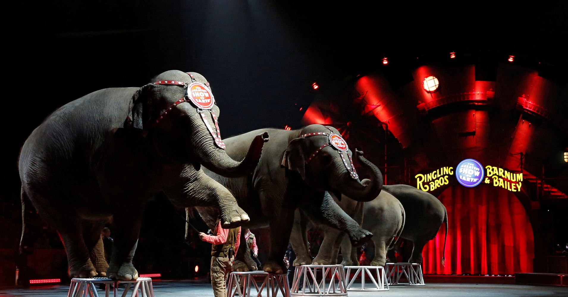 Hawaii Moves To Ban Wild Performing Animals HuffPost
