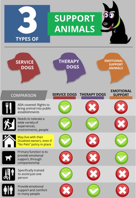 Emotional Support Animals: From Skeptical Prescriber To True Believer |  HuffPost Life