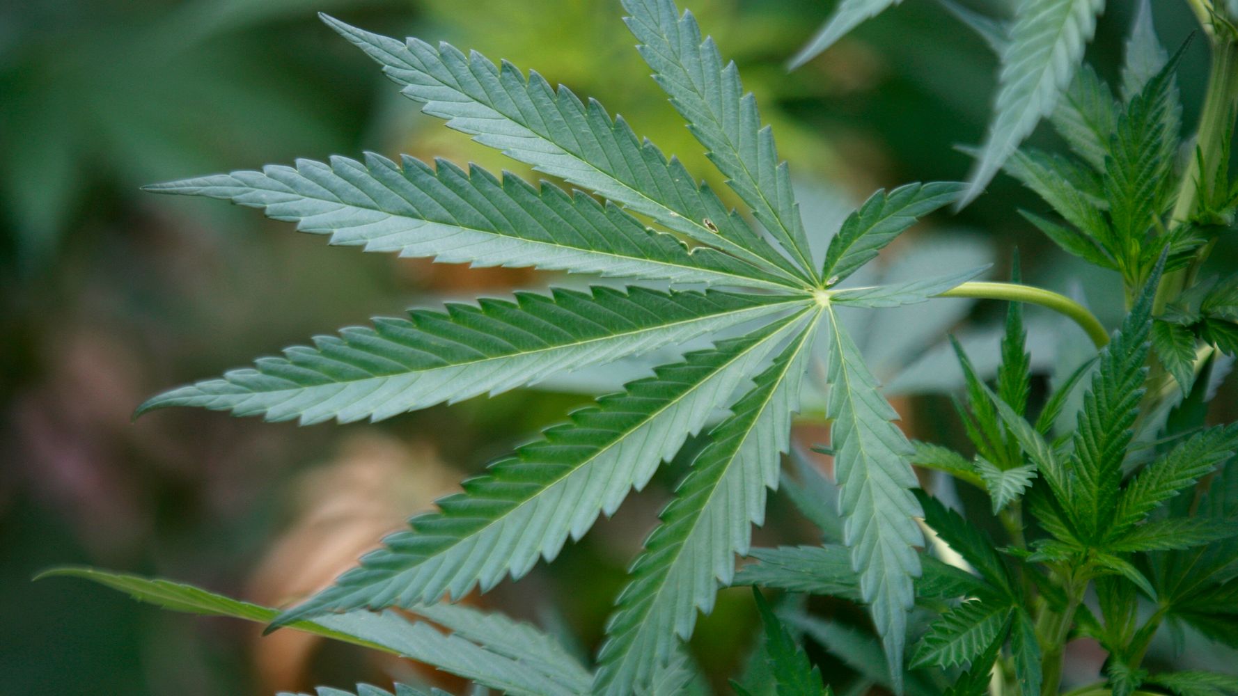 Какое растение похоже на конопли афганская марихуана видео