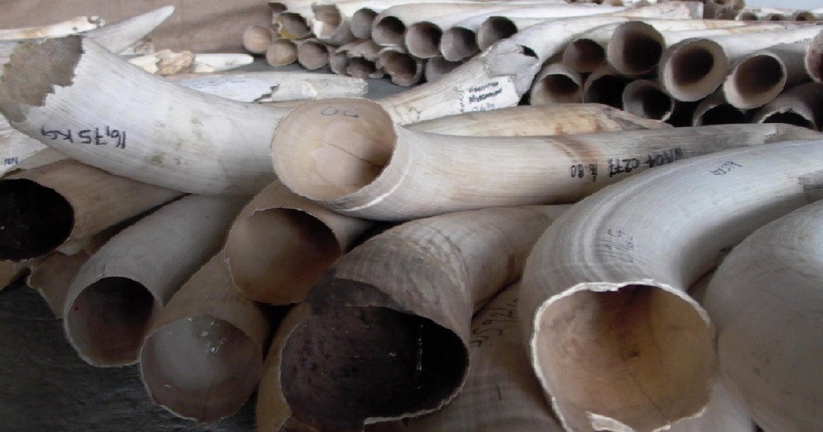 This African Country Is Cracking Down On Illegal Ivory, But Its Chinese ...