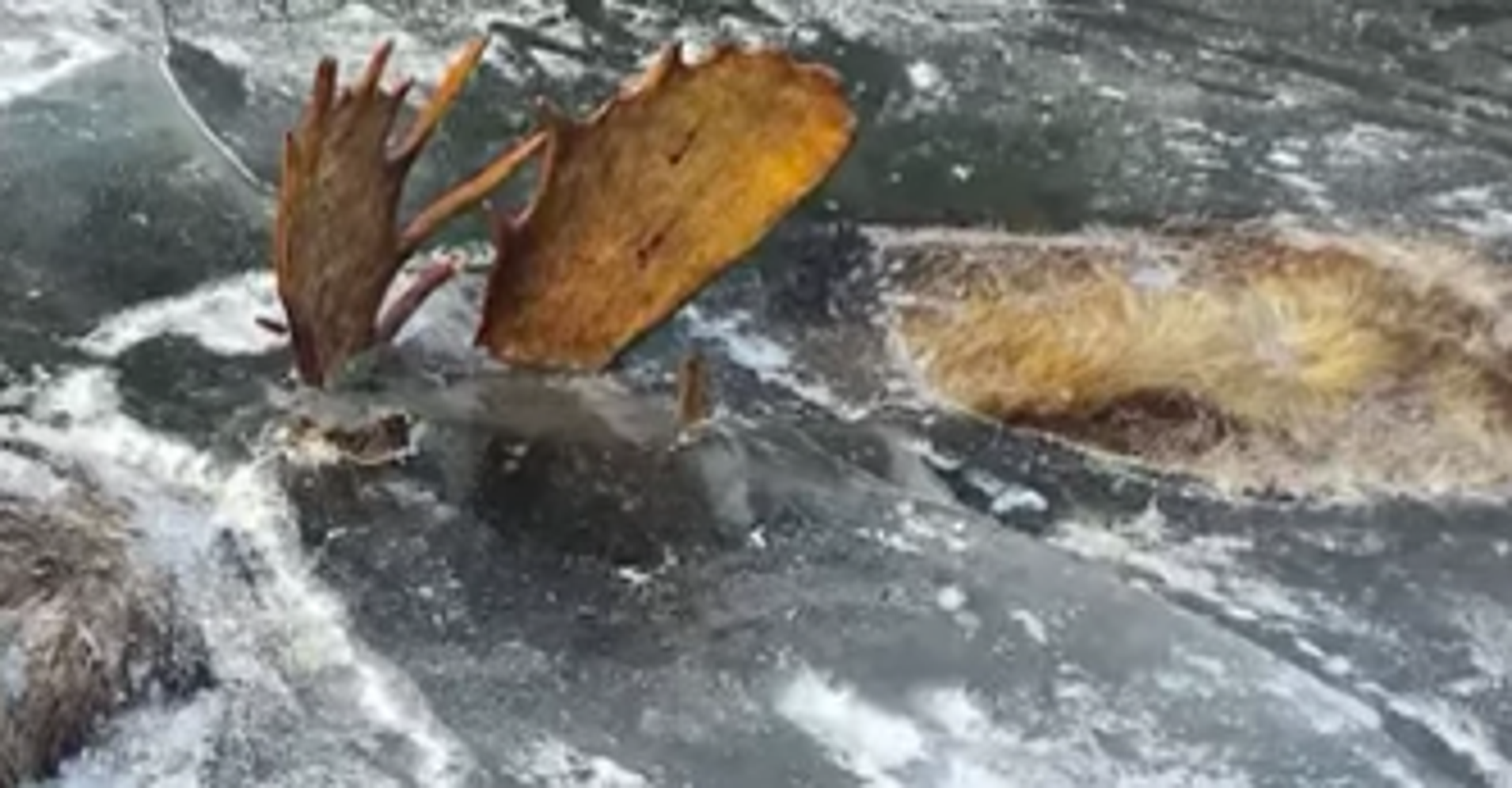 Rutting Moose Found Frozen In An Eternal Battle HuffPost