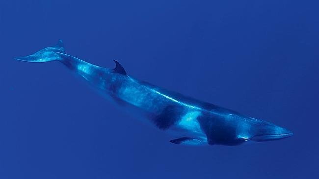 Researchers at Oregon State University’s Hatfield Marine Science Centre believe the noise is the call of a baleen whale (file picture)