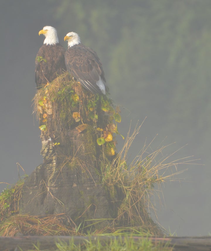 Bald Eagles in the Mist