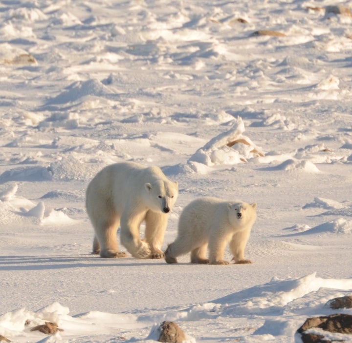 Polar Bear Mother and Cub Waiting for the Ice to Form