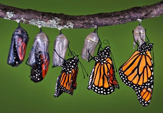 A chrysalis becoming a butterfly is an example of a phase transition