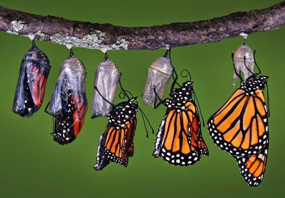 A chrysalis becoming a butterfly is an example of a phase transition