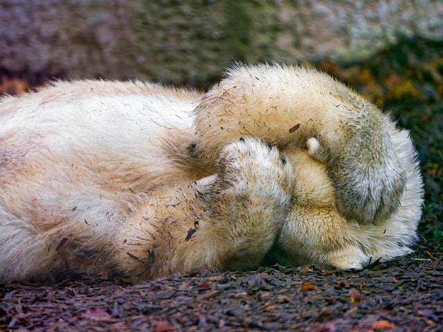Polar bear has had enough