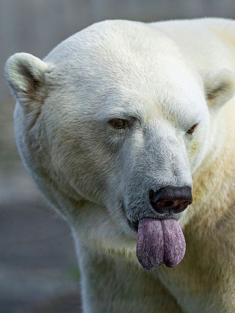 <p>This polar bear has also had enough </p>