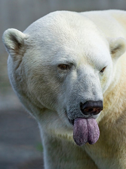 This polar bear has also had enough
