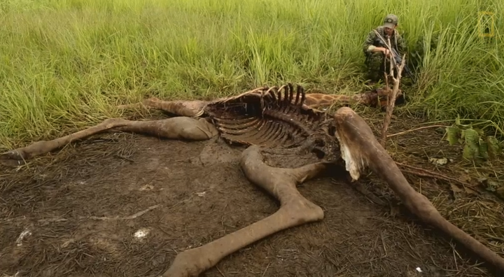 One of the giraffe carcasses found in Garamba National Park in July.