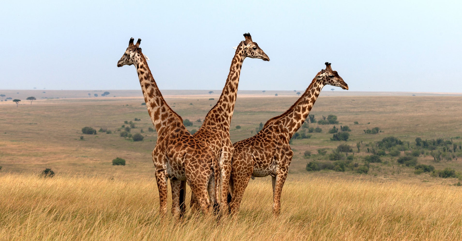 Some Giraffes May Be Closer To Extinction Than You Realize ...