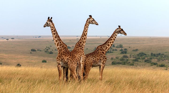 Three Masai giraffes in Kenya. 