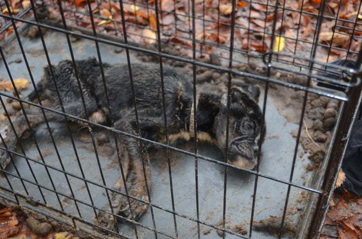 <p>Sophie was found like this in a busy intersection near downtown, Austin, Texas</p>