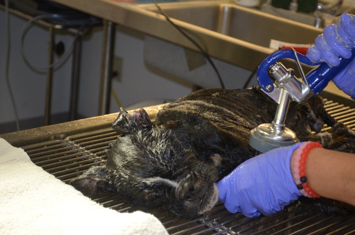 Sophie receiving a warm bath just after she arrived at Austin Animal Center