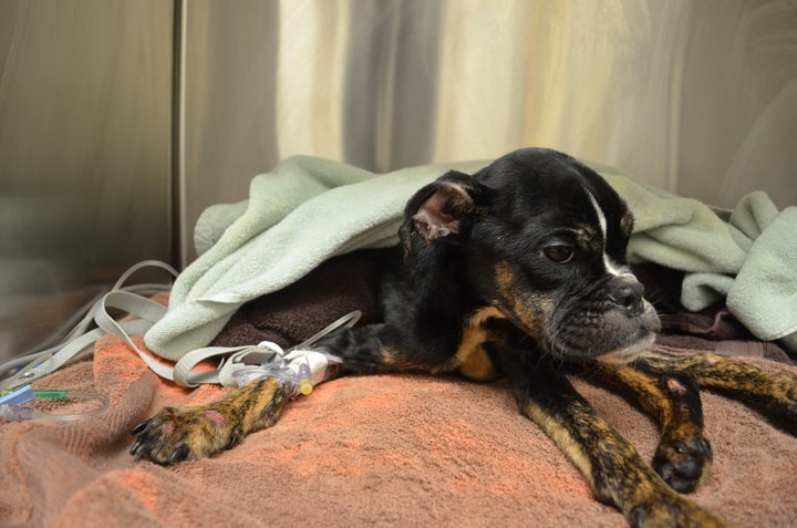 <p>Sophie receiving IV fluids after Elizabeth got her body temperature up using a blow dryer</p>