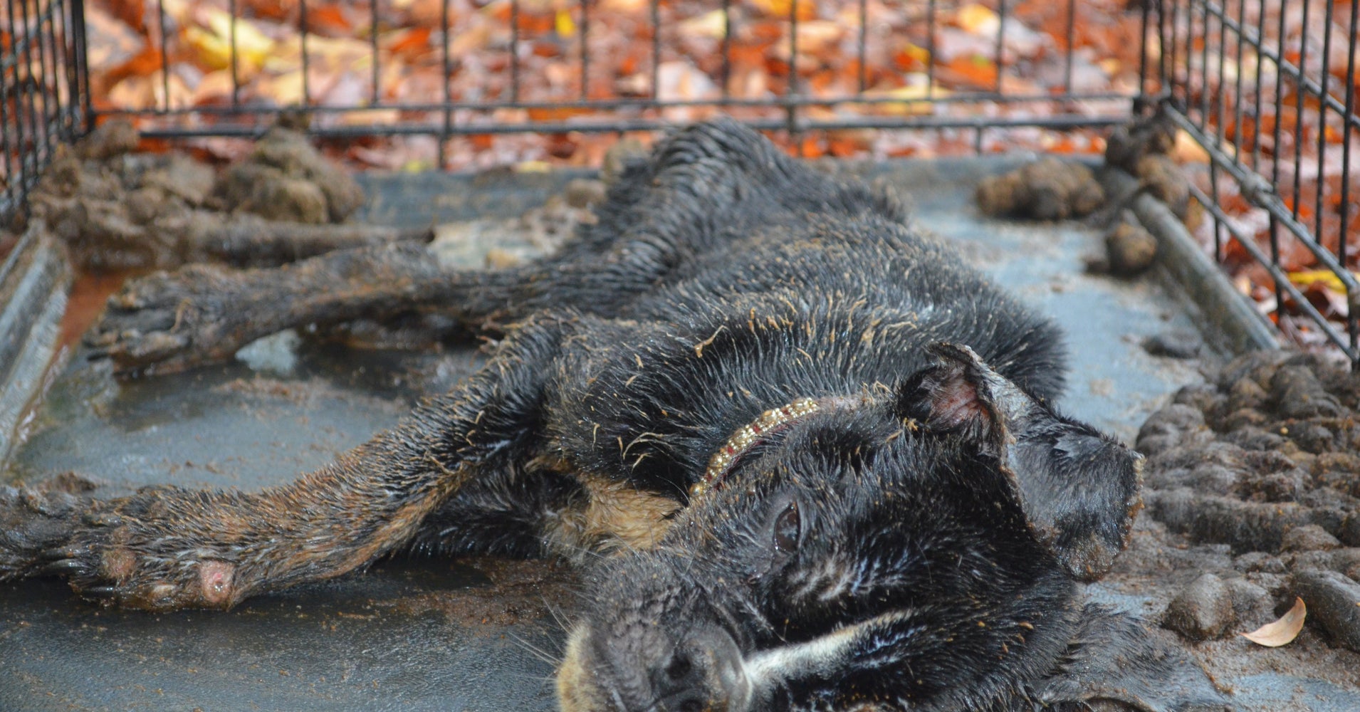 Dog Starved And Left To Die In Filthy Crate Now Has The Best Life Ever