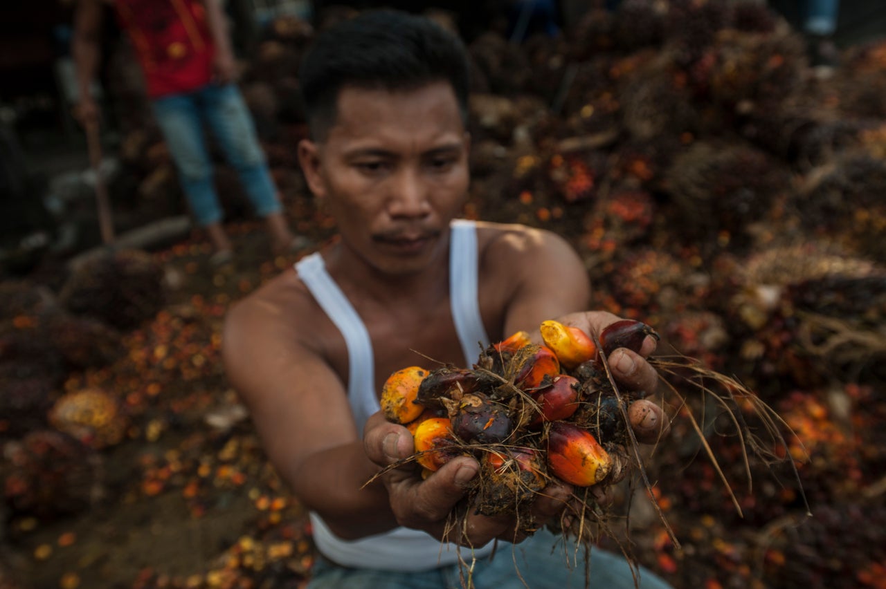 <strong>A worker take the palm oil fruit in Langkat, North Sumatra province, Indonesia in this file photo</strong>