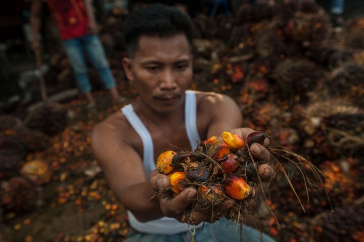 A worker take the palm oil fruit in Langkat, North Sumatra province, Indonesia in this file photo