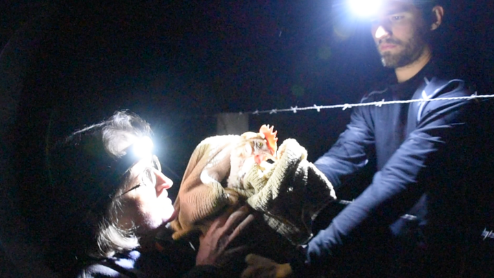 Open rescue activists Jason Andreas and Diane Gandee Sorbi rescue a hen from Pleasant Valley Farms, a cage-free Costco supplier.