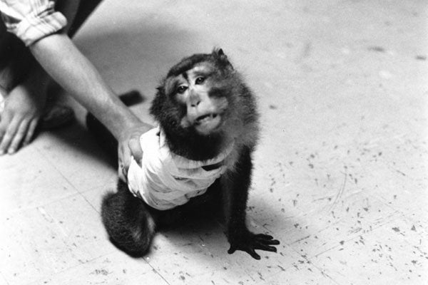 PETA got its start with an open investigation of monkeys from a Silver Spring medical lab.