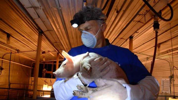 Open rescue activist Chris DeRose rescues an ailing piglet from the Farmer John pig farm.