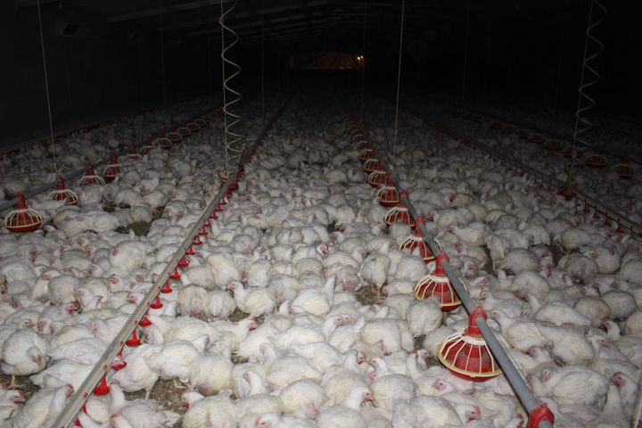What a typical ‘broiler’ chicken farm looks like today.