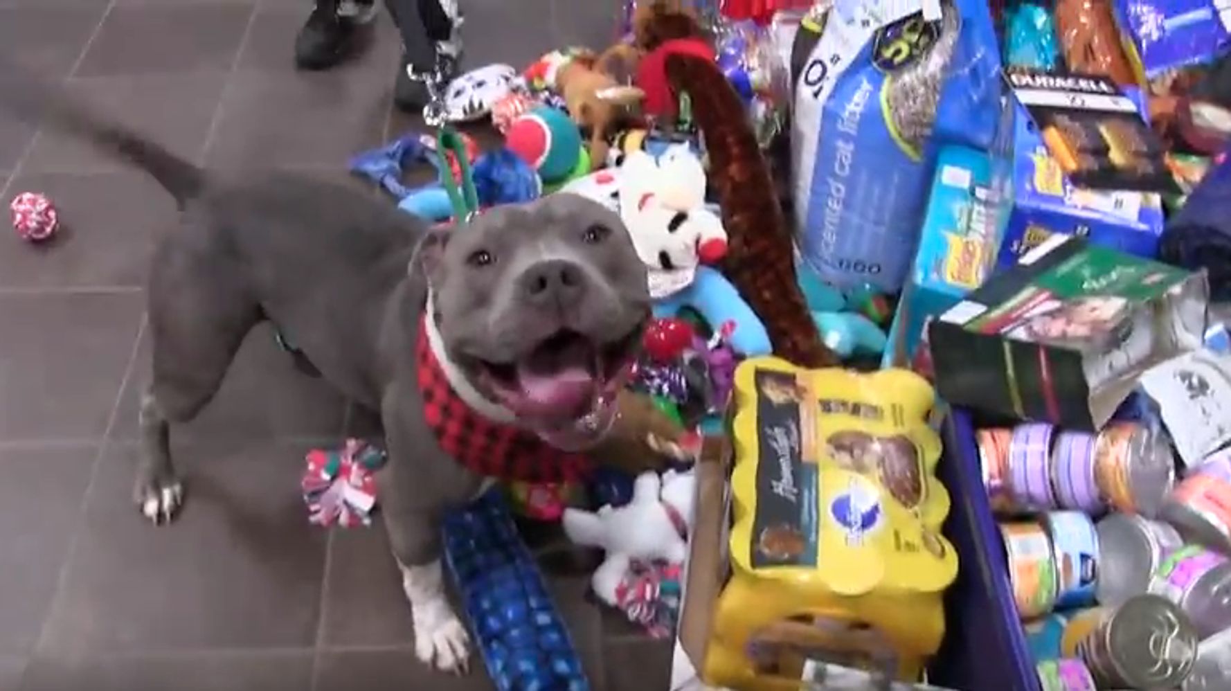 Give toys and joy to shelter pets this Christmas – Lost Dogs Home