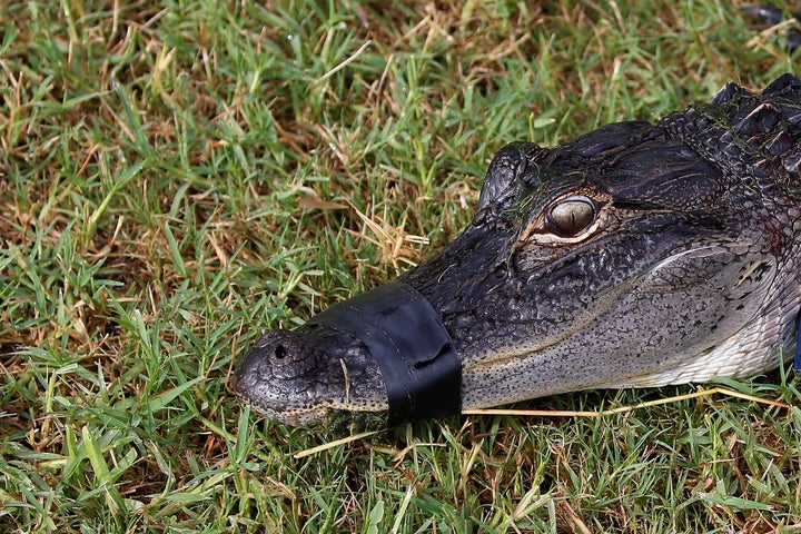 An alligator with its mouth taped shut. This is what Donald Trump wants to do to the ingratiating influence-peddlers of Washi