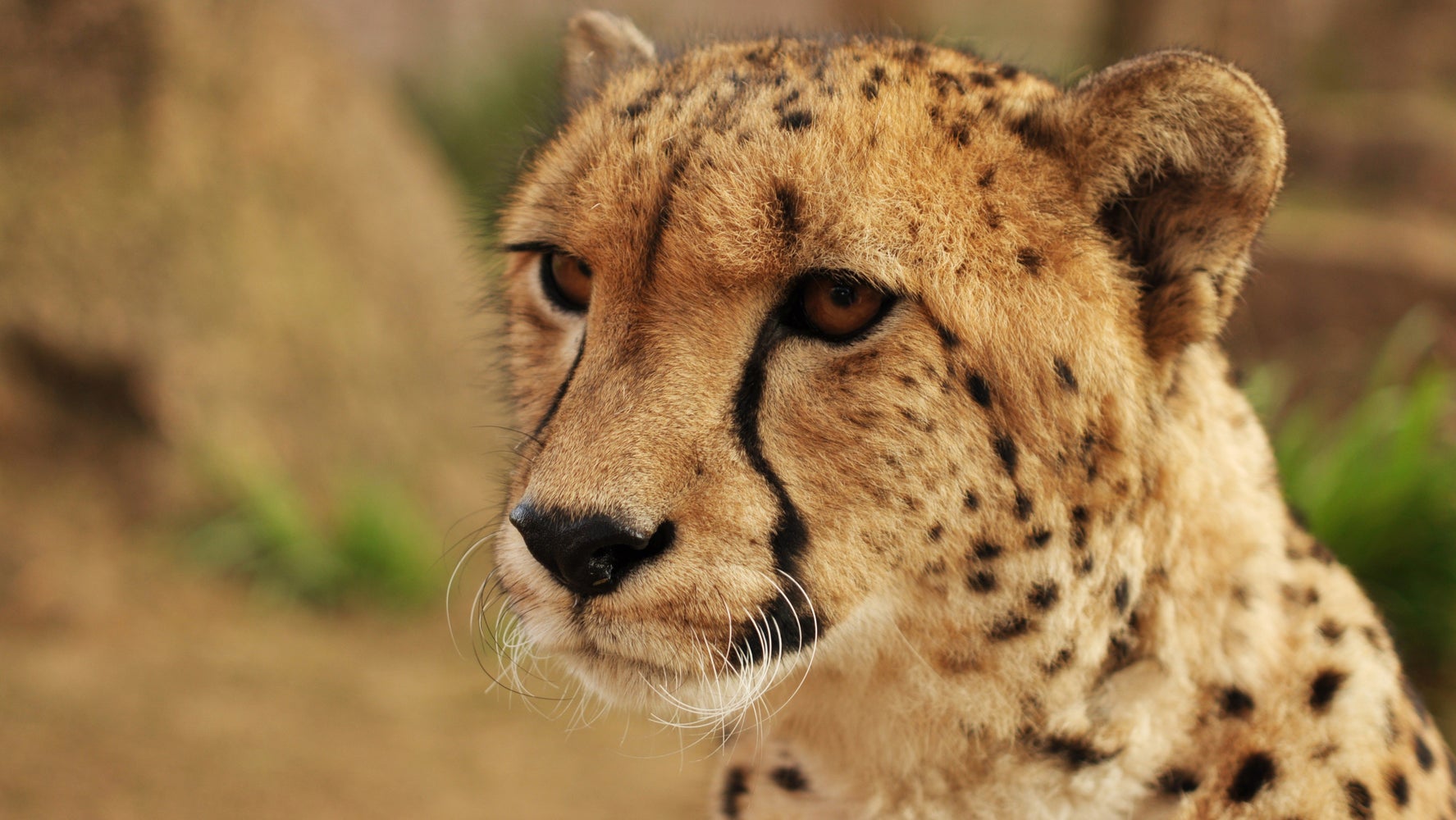 Cheetahs Are Far Closer To Extinction Than We Realised | HuffPost